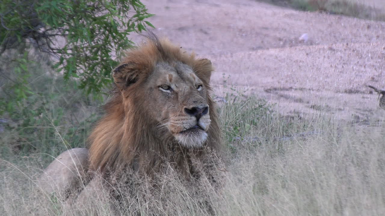 zoom lento desde la cabeza del león macho que se eleva por encima de la cubierta de hierba