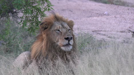 Slow-zoom-out-from-head-of-male-lion-rising-above-grass-cover