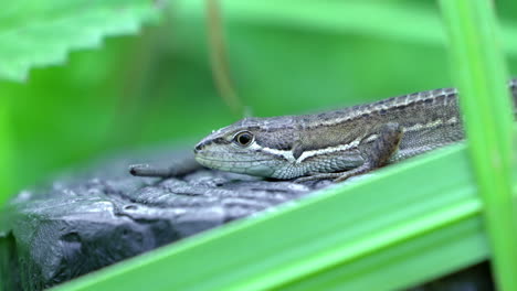 lagarto de hierba japonés en alerta salvaje y esperando una presa en tokio, japón