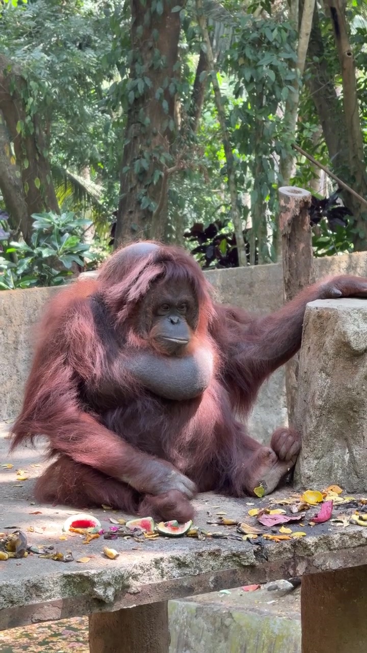 Orangutan seduto su una piattaforma di cemento in uno zoo