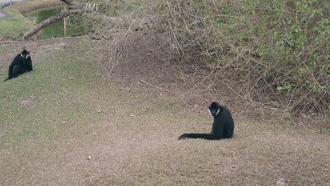 black macaques ignore thrown food sitting against grass