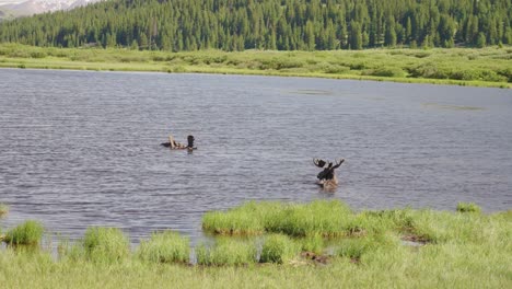 Alce-Nadando-En-Un-Lago-|-Monte-Bierstadt,-Colorado