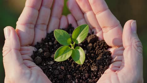 close-up video shot of hands gently cradling a small plant in soil, symbolizing growth and care
