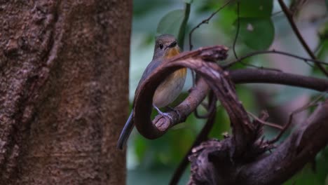 escondiéndose detrás de la vid rizada mientras mira a la cámara y a la derecha durante una tarde de bosque ventoso, la mosquitera azul indochina cyornis sumatrensis hembra, tailandia