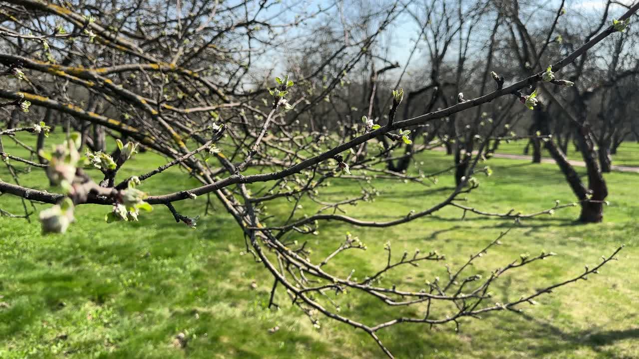 The first leaves appear in the apple orchard in spring