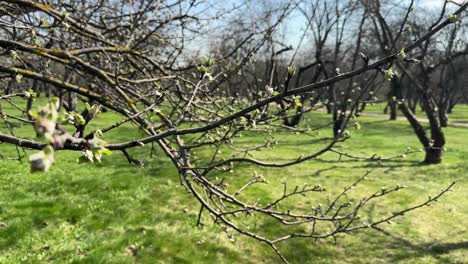 the first leaves appear in the apple orchard in spring