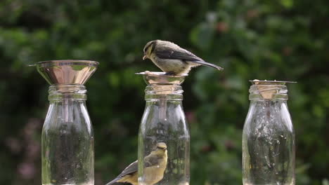 cinemagraph de un herrerillo comiendo en una botella mientras otro se queda quieto