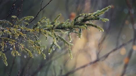 a close-up of the pine tree branches