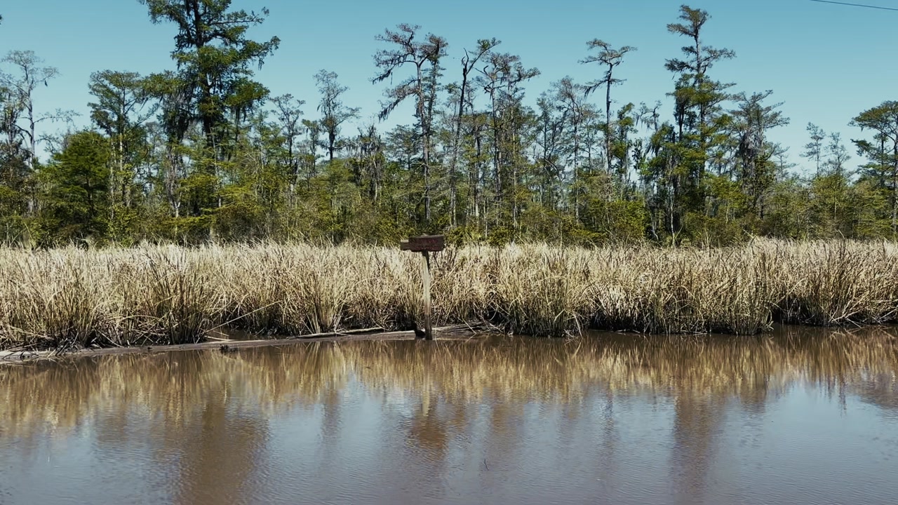 Golden marsh grasses lining still water in a quiet Louisiana bayou