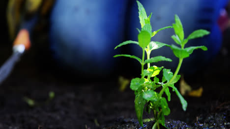 Abuela-Y-Nieta-Regando-Plantas