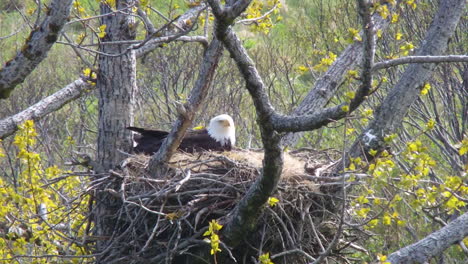 closeup of a mother bald eagle attending to her baby eagle chick in her eagle nest in alaska