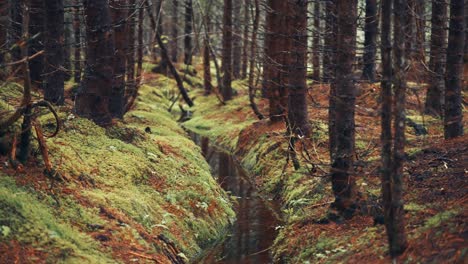 a shallow stream with dark water flows through the gloomy pine forest