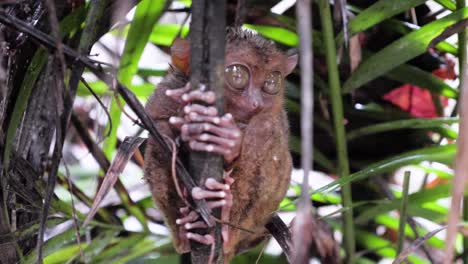 slow motion close-up shot of wet tarsier holding on to a branch during rain in bohol, the philippines