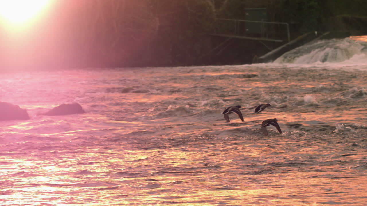 바다 위 를 날아다니는 해파리 들
