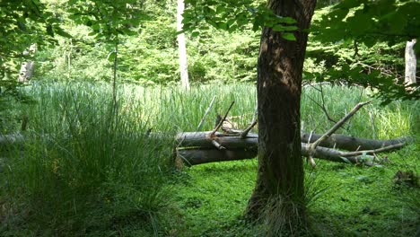 Feuchtgebiet-Mit-Hohem-Gras-Und-Einem-Alten-Baum-Im-Vordergrund