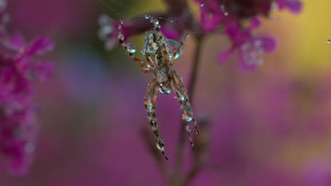 spider with dew drops on a spiderweb