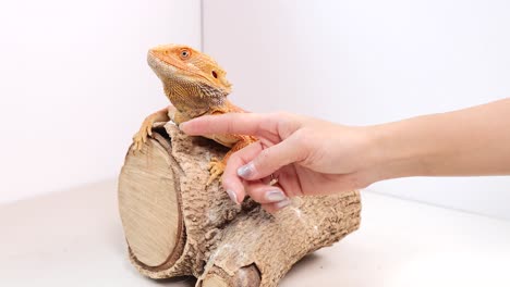 a hand gently interacts with a bearded dragon perched on a log in a well-lit indoor setting