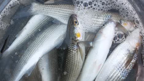 small fish in a glass bowl