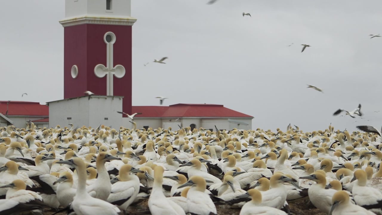 Densas filas de alcatraces se posan en su zona de anidación mientras más aves sobrevuelan el faro rojo en la Reserva Natural de Bird Island.