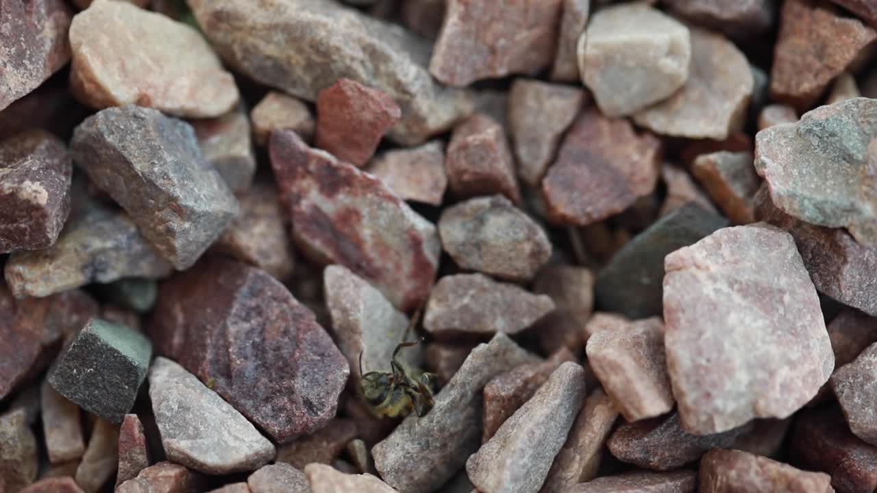 Slow motion handheld macro shot of honey bee worker dying on ground.