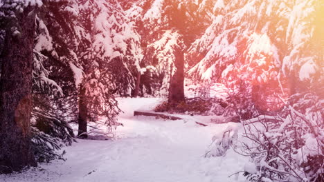 animation of winter scenery landscape with light spots and fir trees covered in snow