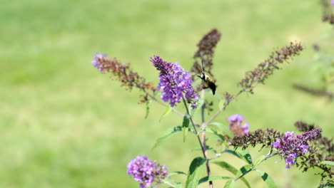 high speed humming bird bee moth on butterfly bush