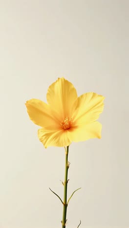 single yellow flower