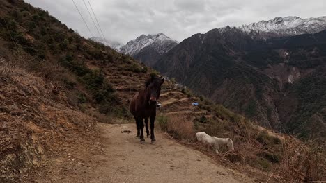 brown horse standing on hiking trail looking in camera