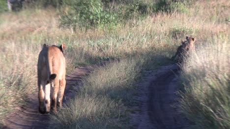 lioness with cubs walks on a dirt road, the young siblings play happily