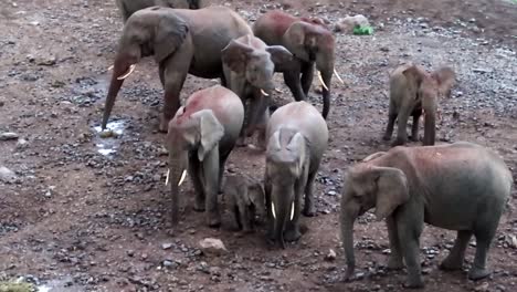toma manual de elefantes africanos cavando en la tierra en busca de sal, kenia