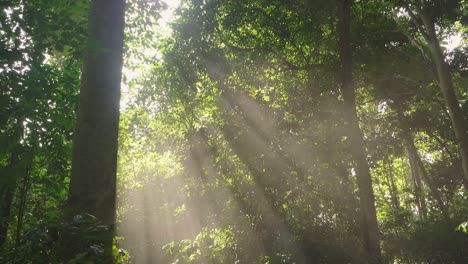 sunbeams pour through trees in misty forest, slow motion