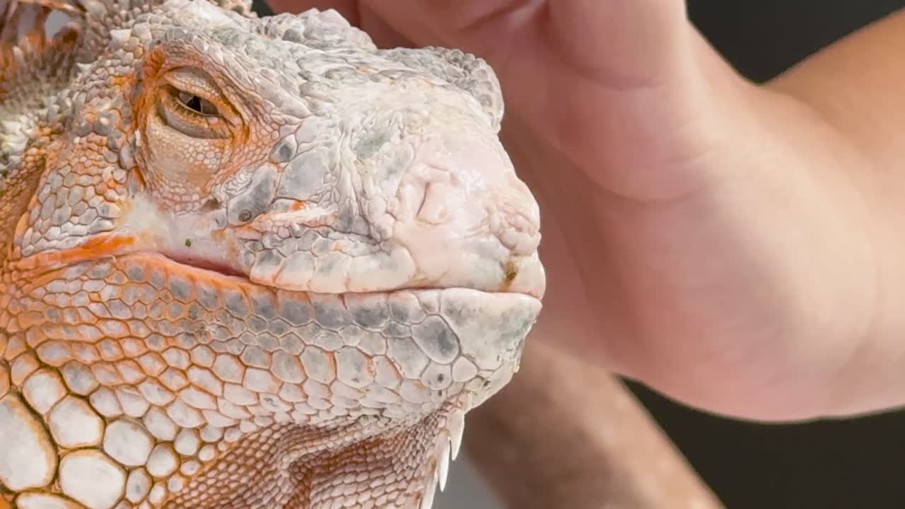 Una macro fotografia cattura un'iguana rossa che chiude gli occhi mentre viene accarezzata a mano