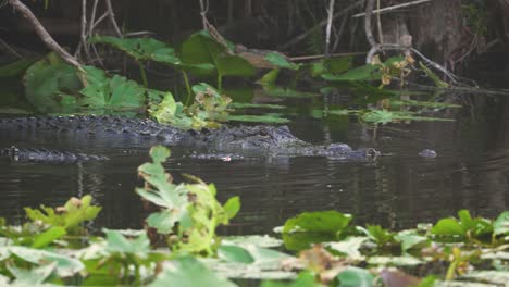 dos caimanes nadando juntos durante el apareamiento en los everglades del sur de florida en resolución 4k