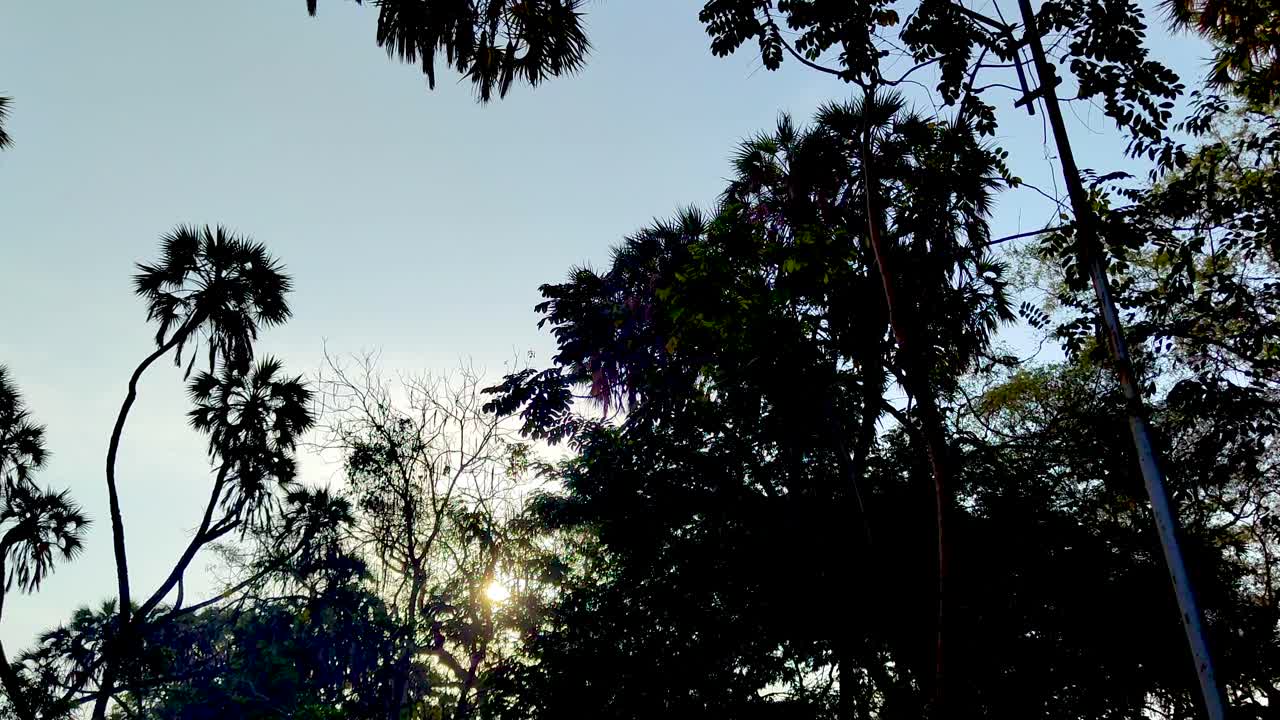 어두운 나무와 함께 아침 빛의 꾸준한