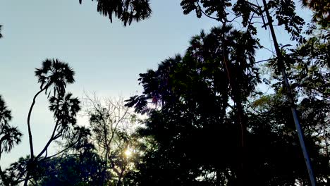 Steady-shot-of-morning-sunrays-with-darkened-trees