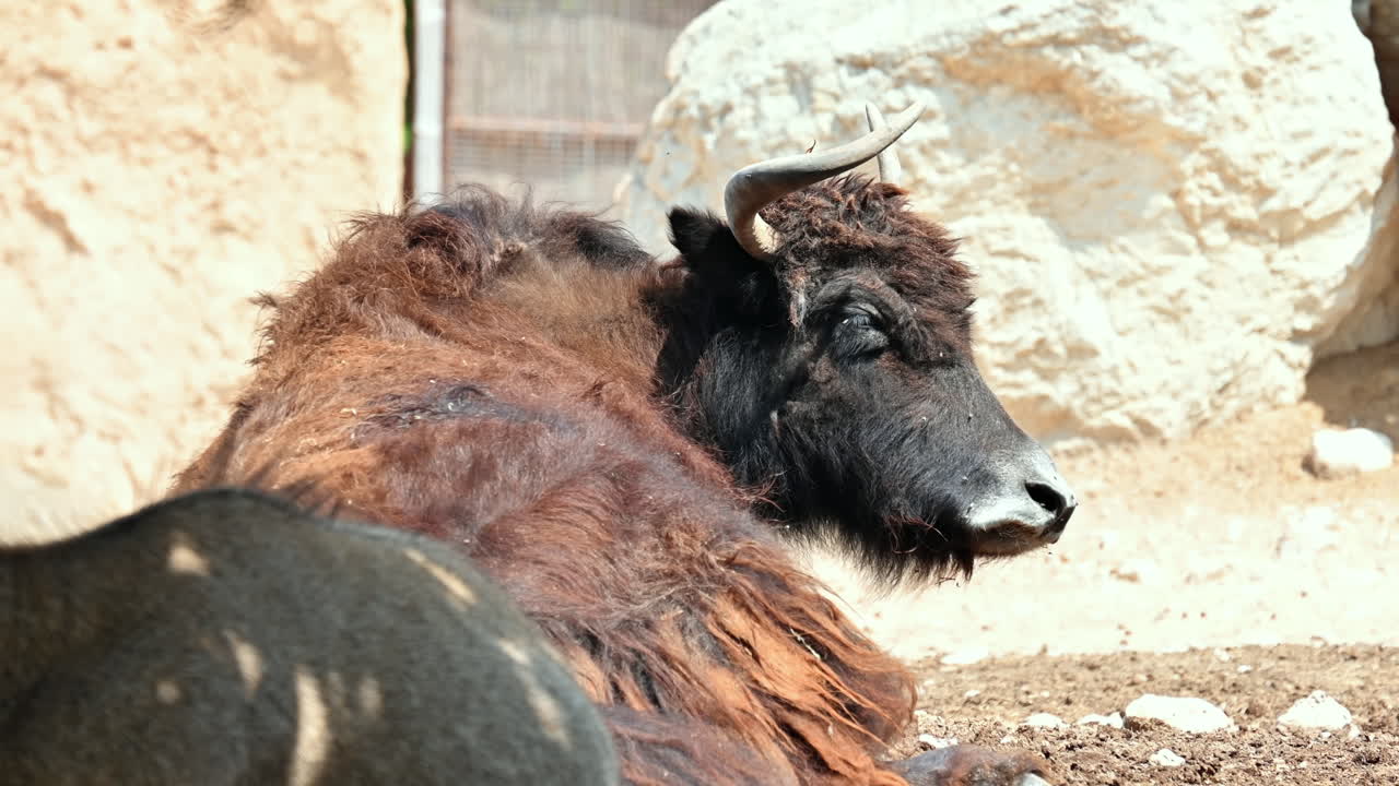 An yak bull laying on the ground in Terra Natura Zoo in Benidorm, Spain