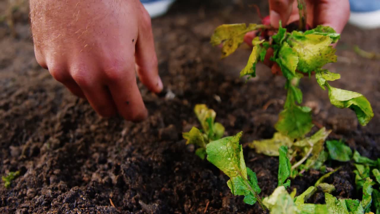 Mann baut eine Rübe im Gartenhaus an.