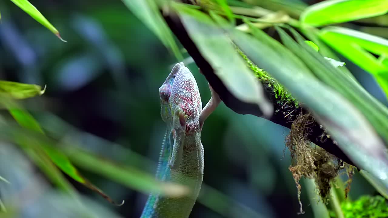 camaleón pantera trepando verticalmente hacia arriba, primer plano