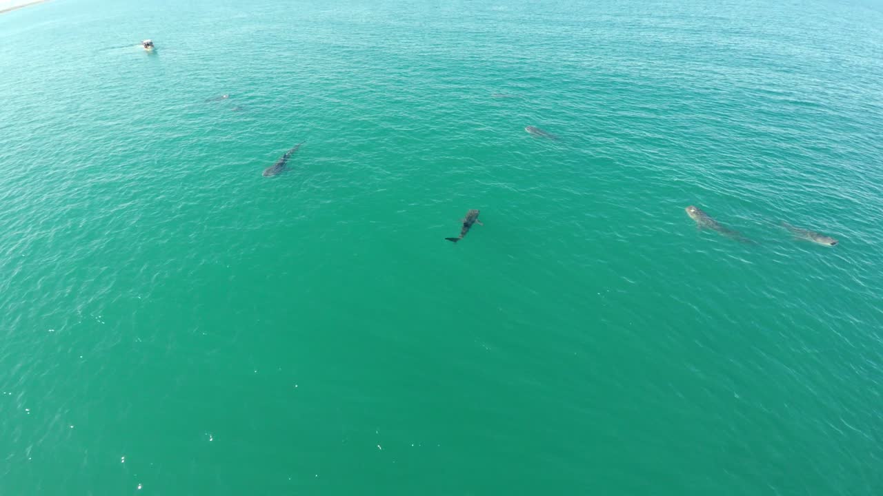 바하 캘리포니아 수르, 라파스, 코르테즈 바다에서 수영하는 고래 상어 무리의 공중 촬영