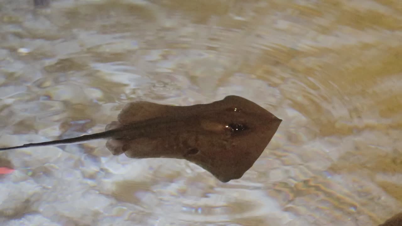 una vista de una raya en un acuario con espinas afiladas en la cola