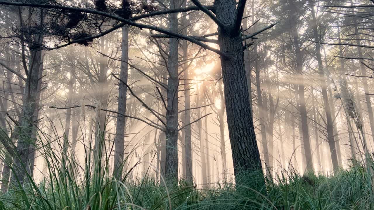 Foggy forest with sun rays, serene and mystical outdoor scene captured