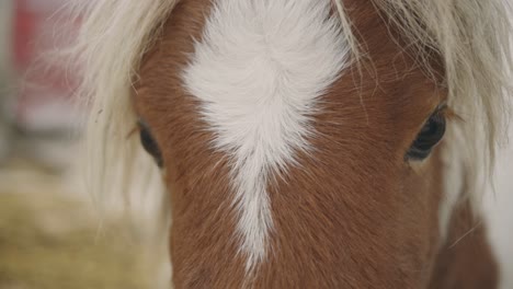 Primer-Plano-De-Un-Caballo-Suave-Con-Melena-Blanca-Y-Una-Estrella-En-La-Frente---Cámara-Lenta