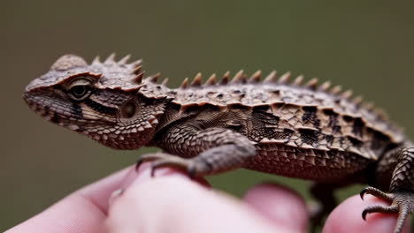 close-up of a spiky lizard held in hand