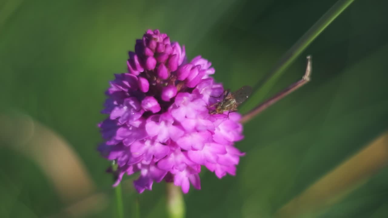 imágenes de diapositivas de una orquídea rosa con una mosca comiendo néctar y fondo bokeh borroso