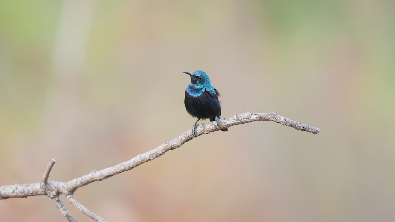 Maschio di nettarinia purpurea canta all'alba, il suo piumaggio iridescente luccica nei primi raggi dorati del sole