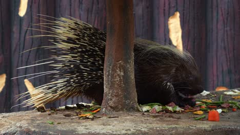 a hungry malayan porcupine, hystrix brachyura covered with sharp and spiky quills, eating the food on the ground, close up shot