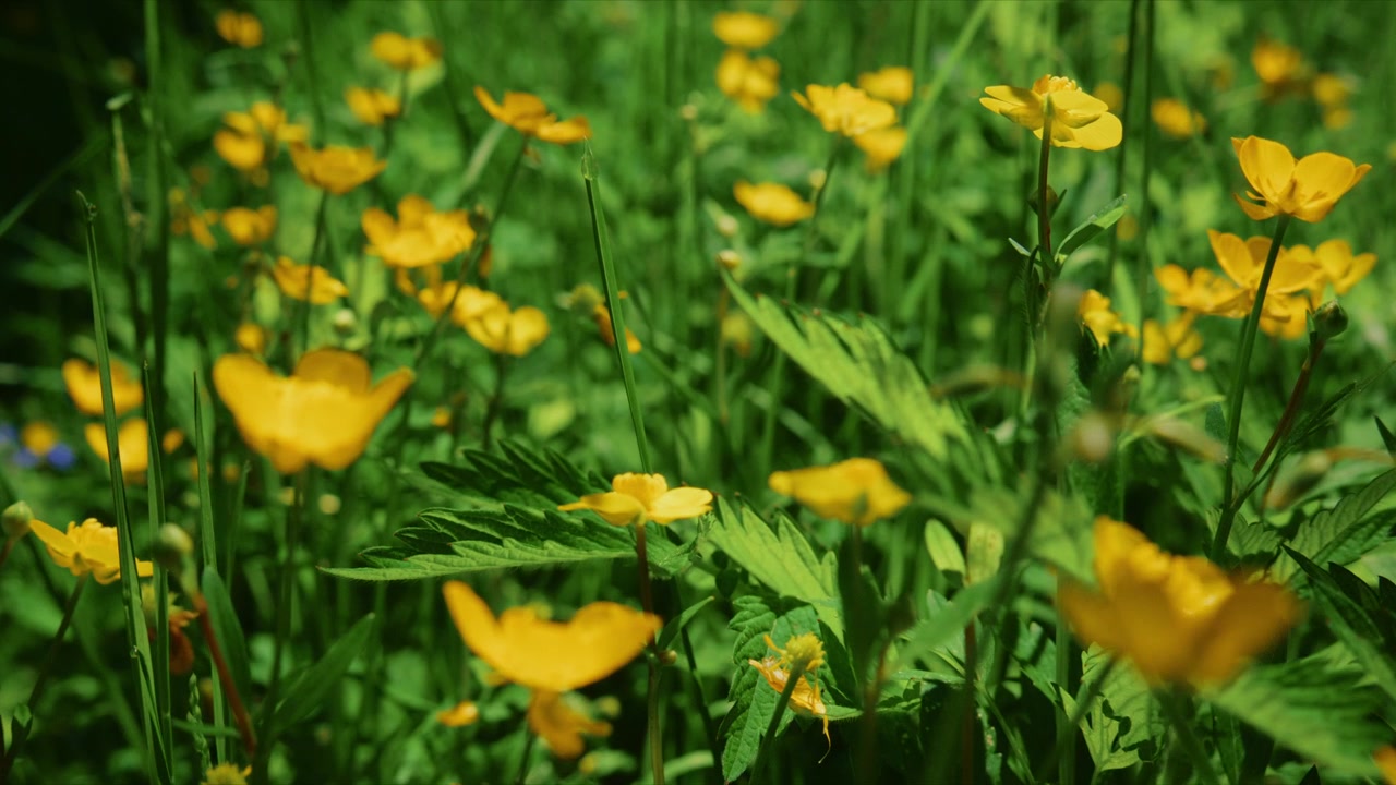 Gule smørblomster blomstrer på en frodig grøn eng. Sollys filtrerer blødt gennem højt græs. En blid brise bevæger de sarte kronblade. En naturlig sommer scene perfekt til øko-, rejse- eller wellnessprojekter.
