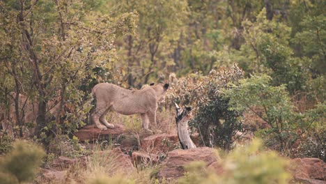 Zwei-Löwinnen,-Die-Auf-Felsen-Im-Afrikanischen-Savannenwald-Laufen