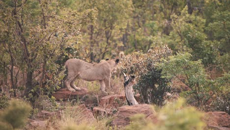 two lionesses walking on rocks in african savannah woodland