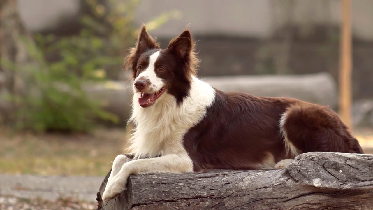 En brun og hvit colliehund sitter rolig på en rustikk trestubbe utendørs, peser forsiktig i et naturlig park- eller hagemiljø med myk bakgrunnsuskarphet.